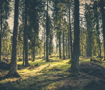 adventure-atmosphere-conifer-418831